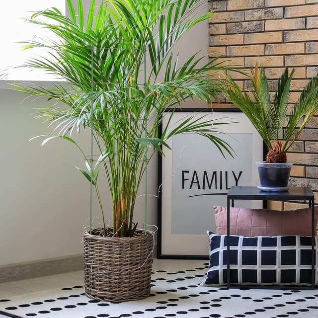 Detalle de Relaxdays : lot de 6 tuteurs à tomates avec 4 anneaux réglables, métal et plastique (90 cm)