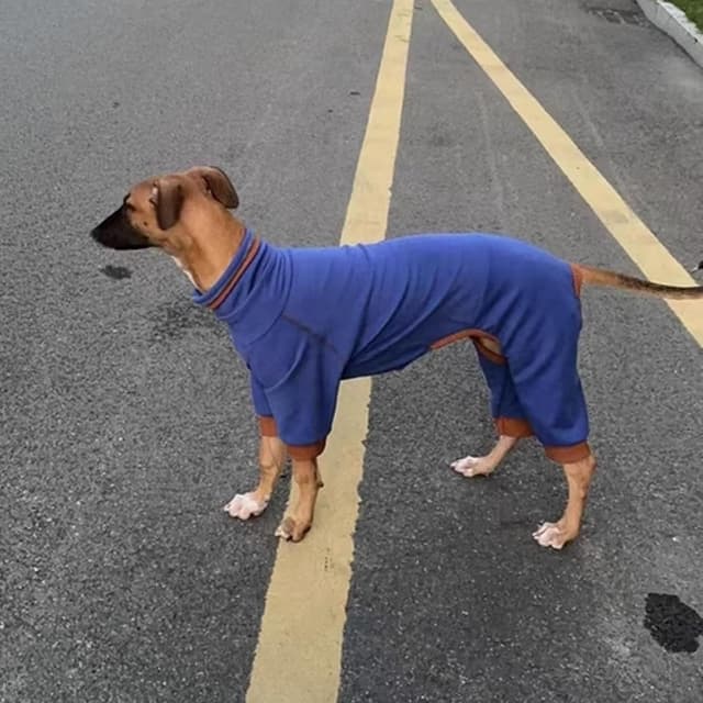 Thumbnail 6 de Lightweight Italian Greyhound jumper, Blue XXL