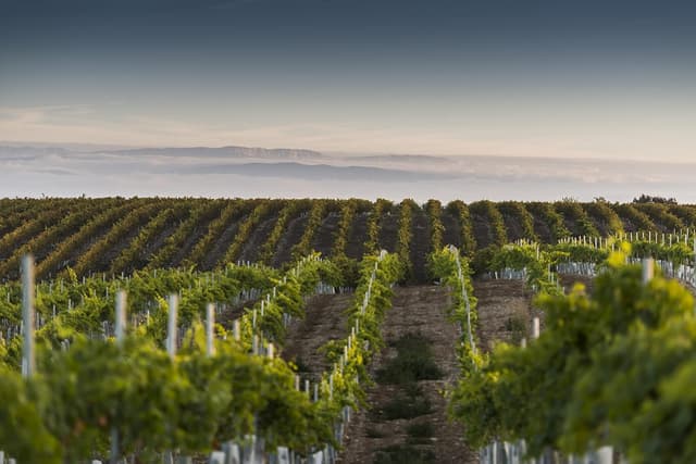 Thumbnail 5 de ANNA DE CODORNIU Rosé Cava Brut 🍾 75cl