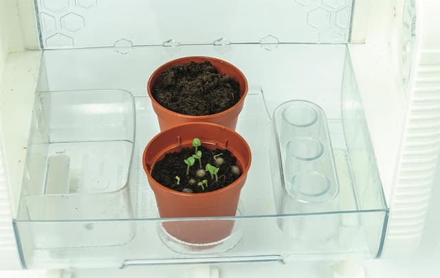 Detalle de Clementoni Smart-Tech Greenhouse Interactive STEM Plant Science Kit (Kids 8+)