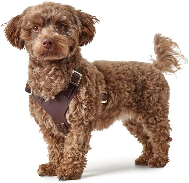 Thumbnail 5 de HUNTER AALBORG Leder Geschirr XS 38â52 cm đŸ