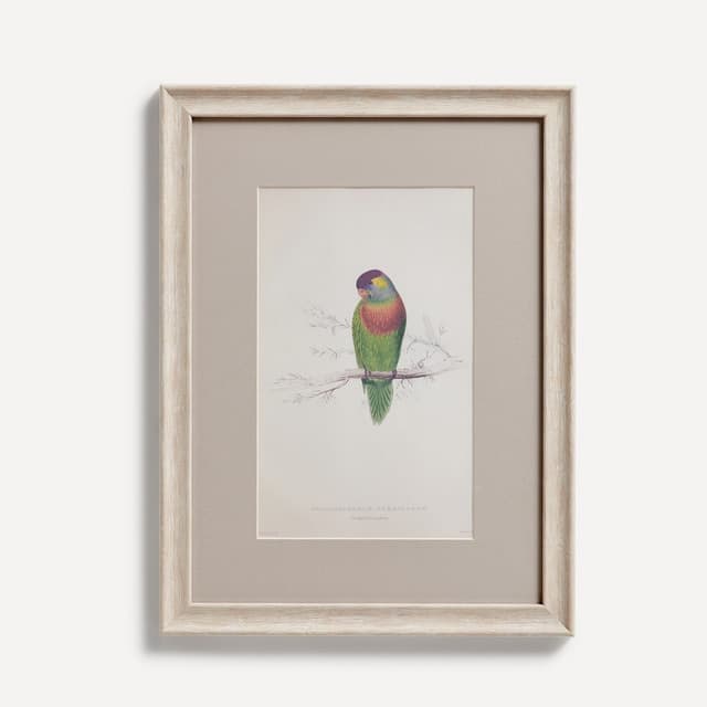 Thumbnail 4 de El Corte Inglés Set de 4 cuadros Pájaros 📷