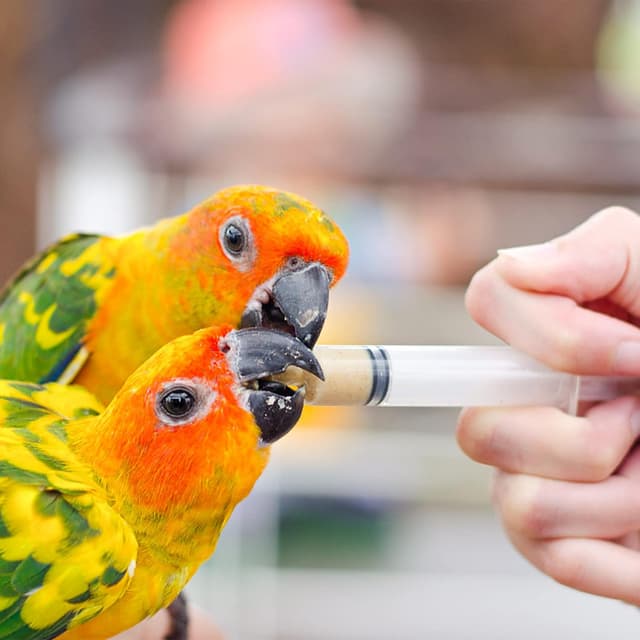 Detalle de Reyshin 20 Kunststoff Spritzen 5 ml