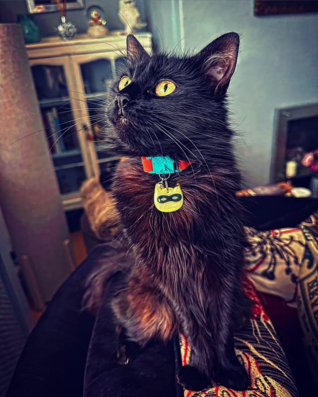 Thumbnail 3 de Kittyrama Reflective Charm Safety Tag for Cats