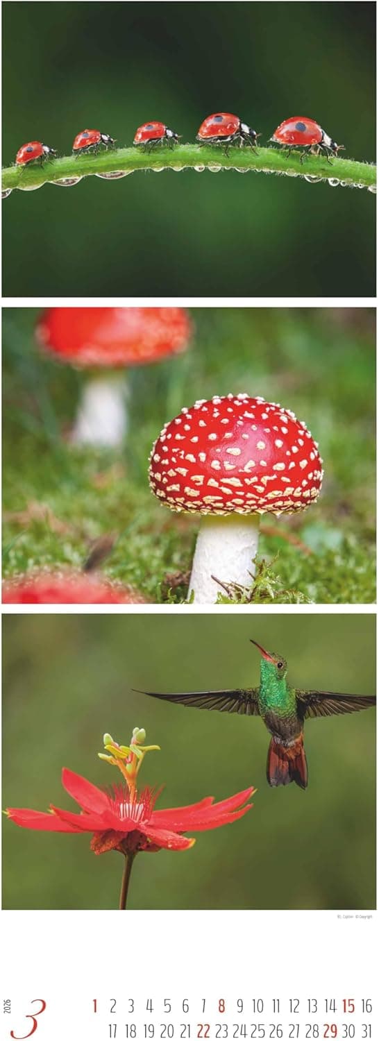 Detalle 2 de Alpha Edition Colours of Nature – Triplets Kalender 2026 (Wandkalender XXL 25×69 cm)