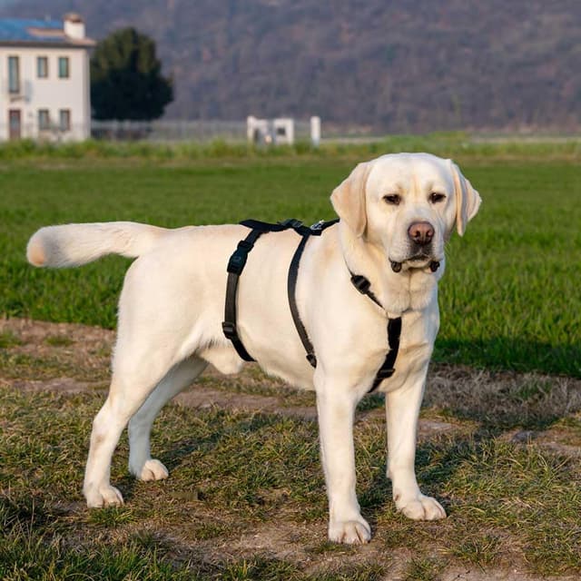 Detalle 2 de Ferplast Brave Large Arnes para Perros Grandes 🐕