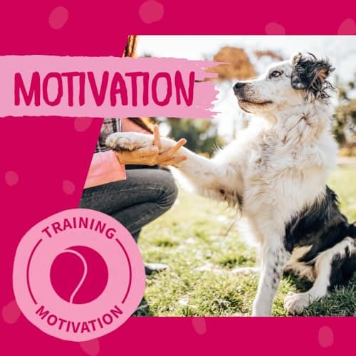 Thumbnail 5 de DOKAS Snack Premium sans gluten, taille pratique ⚡