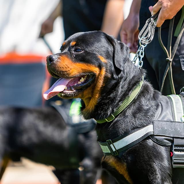 Detalle de ASelected lot de 16 fermoirs/mousquetons robustes en acier inox 304 M6, 60 x 6 mm