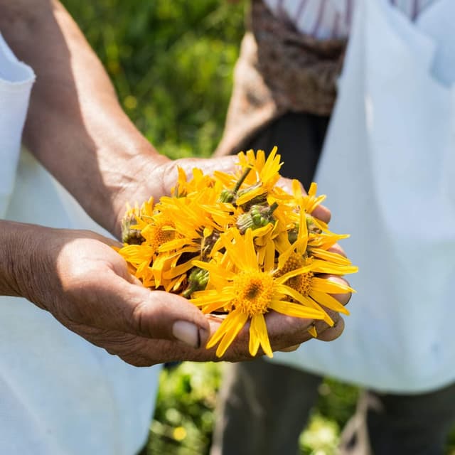 Thumbnail 3 de Weleda Arnica Echinacea polvere 20g