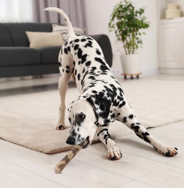 Thumbnail 6 de Fuzzl Coffee Stix Medium 2 Pack dog chew toy