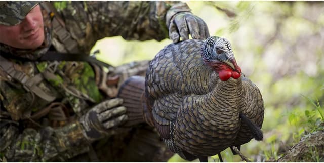 Detalle 2 de Avian X LCD 1/2 Strut Jake Turkey Decoy