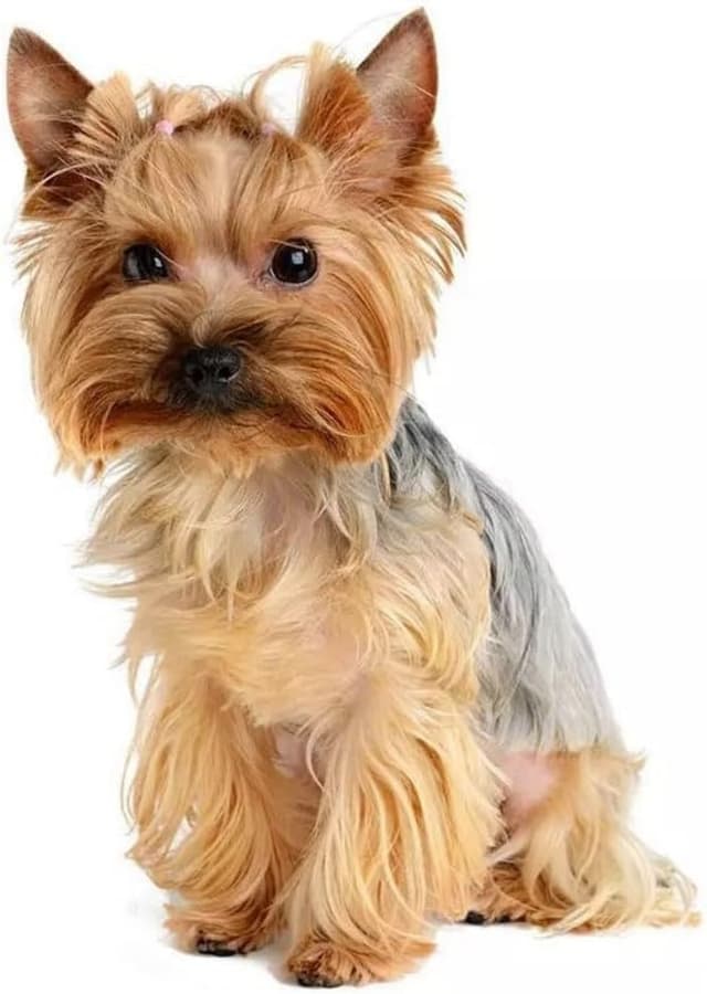 Detalle de TIZIKJ Yorkshire Terrier Aufkleber Reflektierend 22 cm