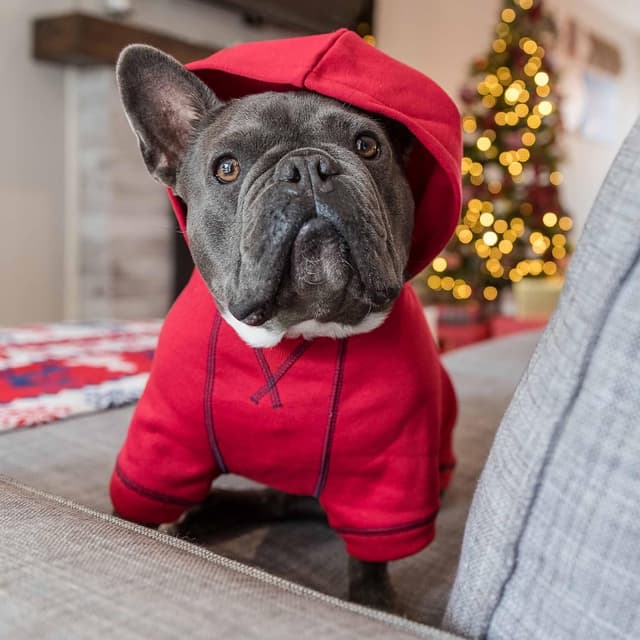 Thumbnail 6 de Blueberry Pet Essentials Dog Hoodie (20 inch) – Cotton-Blend Sweatshirt with Hood, Red