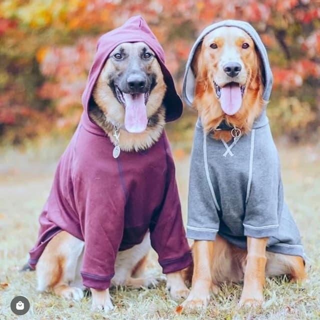 Thumbnail 6 de Blueberry Pet Essentials Dog Hoodie (10 inch) in Charcoal Grey — Cotton-Blend Sweatshirt with Hood