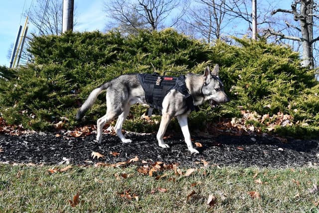 Detalle de OneTigris Large Tactical Dog Harness (No Pull) – Adjustable Vest with Handle, 2 Leash Clips and Hook & Loop Patches, Black (M)