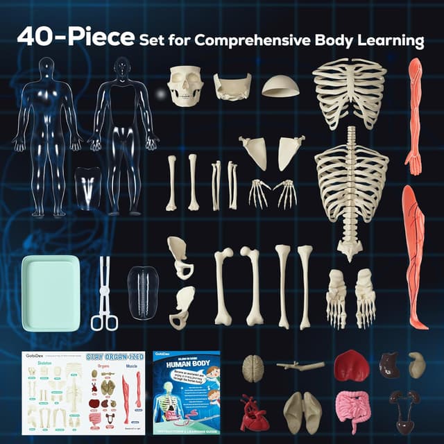 Detalle de GobiDex Human Body Skeleton Model Kit (40-Piece) — Glow-in-the-Dark Anatomy STEM Figure