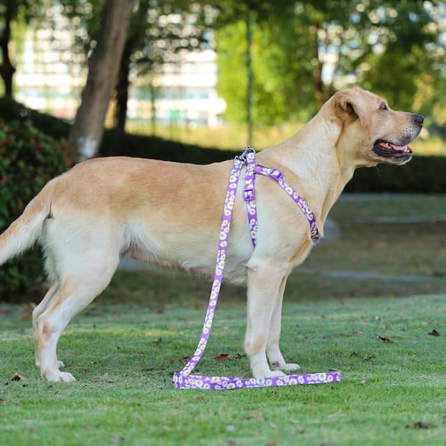 Thumbnail 6 de Olahibi Harness and Leash Set (Floral Pattern) with 150cm Matching Leash – Medium Dogs (M, Purple Daisy)
