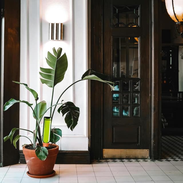 Detalle de JQTOP self watering spikes for plants