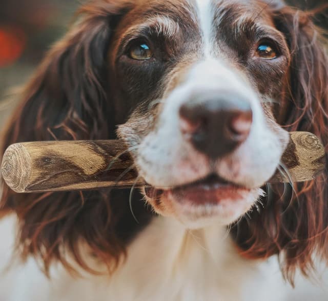 Thumbnail 5 de Fuzzl Coffee Stix Medium 2 Pack dog chew toy