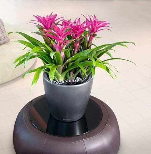 Thumbnail 8 de Lechuza Classico Premium LS 28, Plato Antracita, Metalizado