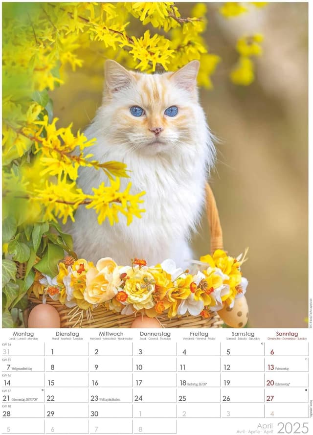 Thumbnail 5 de Alpha Edition Tatzentiger 2025 Wandkalender 29,7x42 cm