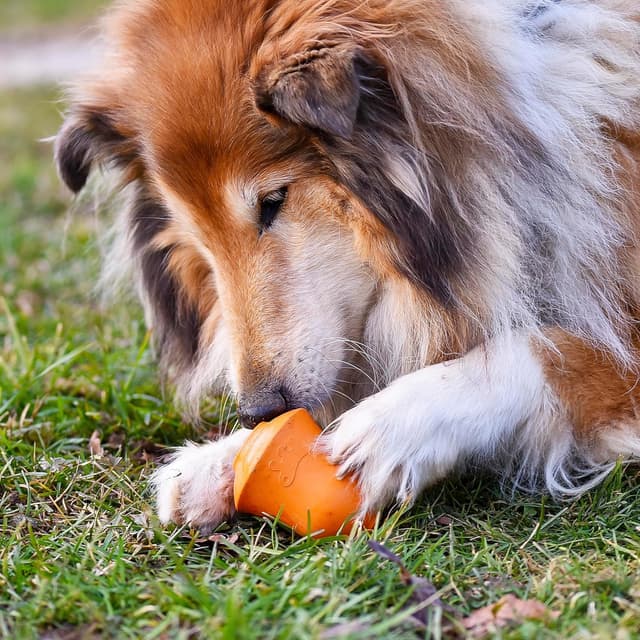 Detalle de Ferplast Crazy Bell Gioco Cane per Crocchette in Gomma Naturale Durevole da Masticare, Aroma Pollo (Arancio) – per cani medi
