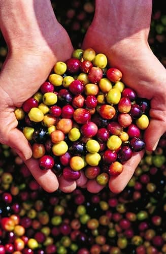 Thumbnail 3 de CAPRICHO ANDALUZ Aceite de Oliva Virgen Extra 5 L 🫒