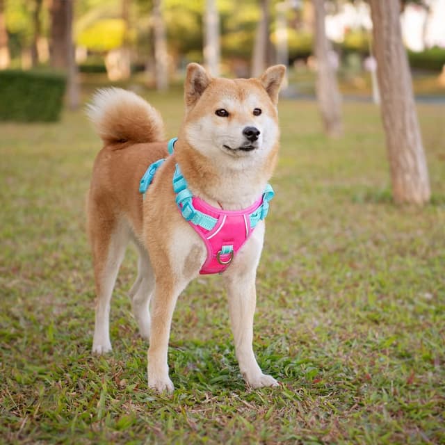 Thumbnail 6 de PHOEPET No Pull Dog Harness with Escape-Proof Adjustable Vest (Pink/Green, M)
