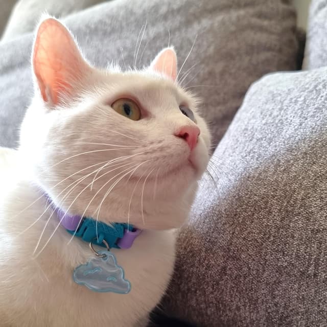 Detalle 2 de Kittyrama Reflective Charm safety tag