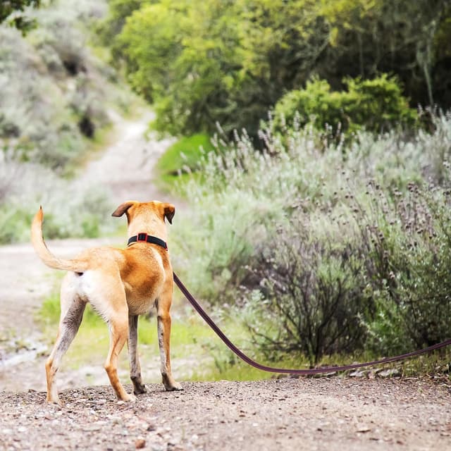 Detalle de Wisedog Schleppleine für Hunde mit reflektierenden Streifen (3 m) – Rückrufleine für Training, Tracking & Camping in Dunkelrot