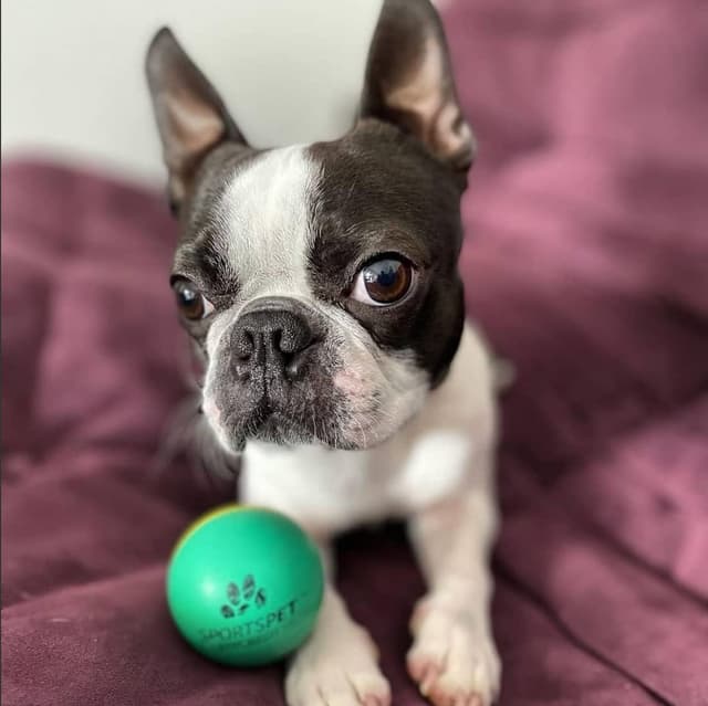 Detalle de SPORTSPET Mini Bounce Dog Balls (45mm) – Premium Natural Rubber Bounce Toys, Pack of 4