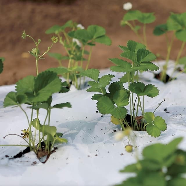 Thumbnail 5 de TENAX Black White Cover 1,40x10 m Film antierbacce