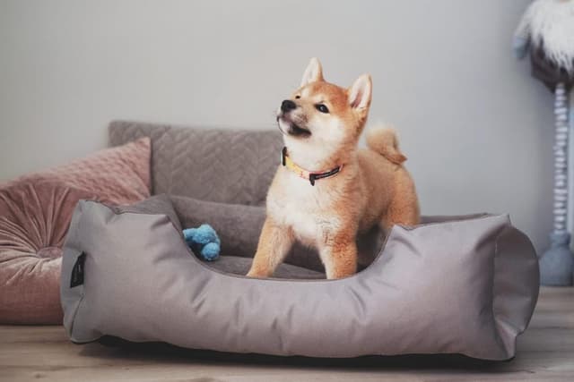 Thumbnail 2 de BedDog Hundebett Teddy M