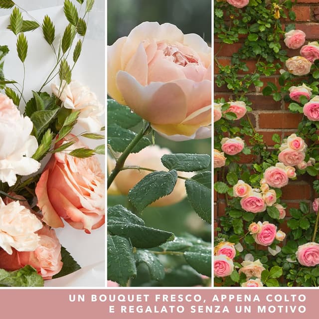 Thumbnail 1 de Yankee Candle Candela profumata 150 Ore 🕯