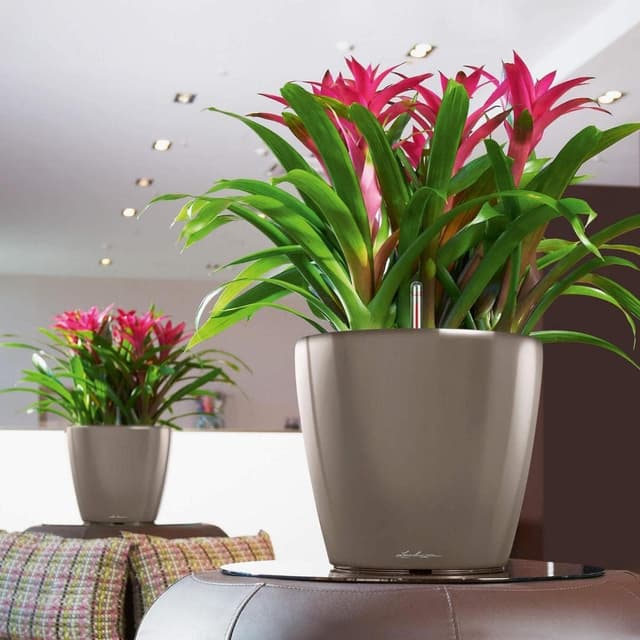 Thumbnail 6 de LECHUZA CLASSICO Premium LS 43 tortora lucido