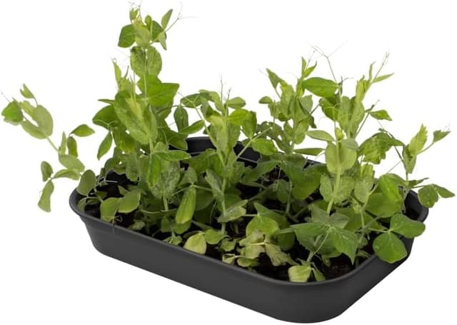 Thumbnail 5 de Elho Green Basics Bandeja de Cultivo M 36x26 🌱