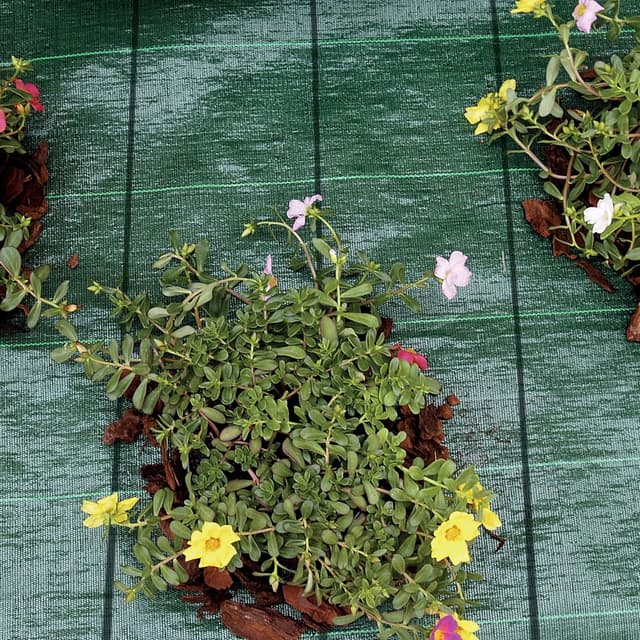 Detalle de TENAX Cover Pro 1,60x5 m Verde, telo antierbacce professionale per pacciamatura