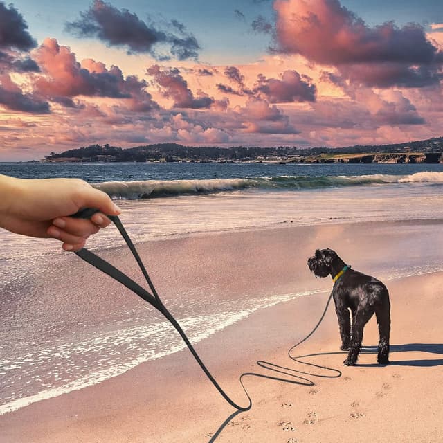 Detalle 2 de Wolfone Black 9m Long Line Lead for Recall 🐕