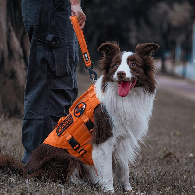 Detalle de OneTigris Bolt Kurzführer Hund 30 cm – reflektierende Kurzleine mit Tiger-Zahn Metallclip und weicher Polsterung (Orange)