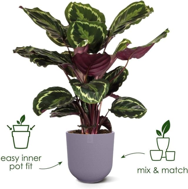 Detalle 2 de Elho Jazz Round 26cm 🌱 Maceta Grande Interior Reciclada Roja