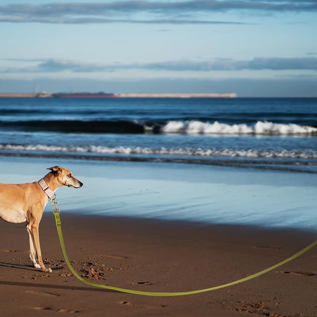 Thumbnail 6 de Wisedog Schleppleine für Hunde – robuste, wasserabweisende 10 m Übungsleine in Grün