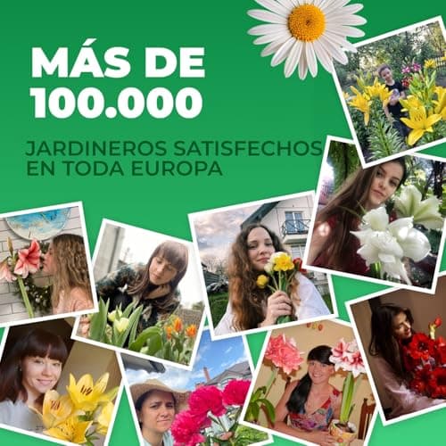 Thumbnail 7 de Tulipanes Riesen Darwin 25 bulbos