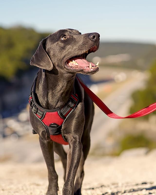Thumbnail 5 de Joytale Hundegeschirr M Rot Reflektiv verstellbar