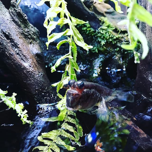 Thumbnail 5 de Seachem Prime descalcificador de agua 100 ml