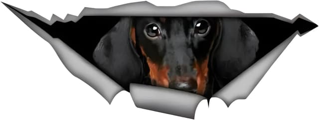 Imagen de Autoaufkleber Dackel 25 cm en OfertitasTOP