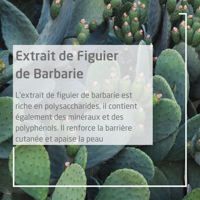 Thumbnail 3 de WELEDA Contour des Yeux 10 ml 💧