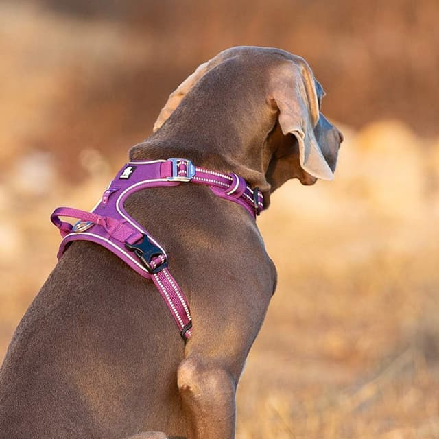 Thumbnail 6 de Dog Harness No-Pull Adjustable Reflective Step-in Soft Nylon TLH56512(M) in Purple
