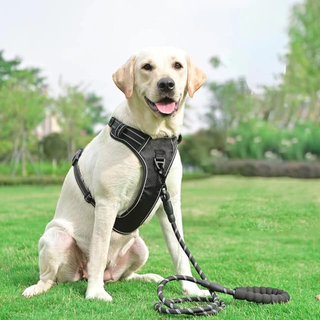 Detalle 2 de haapaw No Pull Dog Harness (Reflective Oxford) with Adjustable Fit and Free Heavy Duty Lead