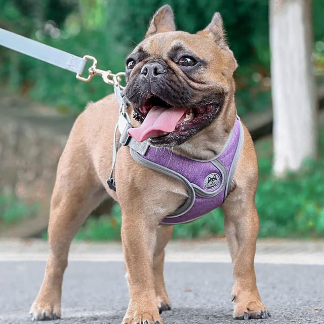 Detalle de Wocharm Dogs Breathable Harness with Leash, Adjustable Outdoor Walking Vest (S, Purple)