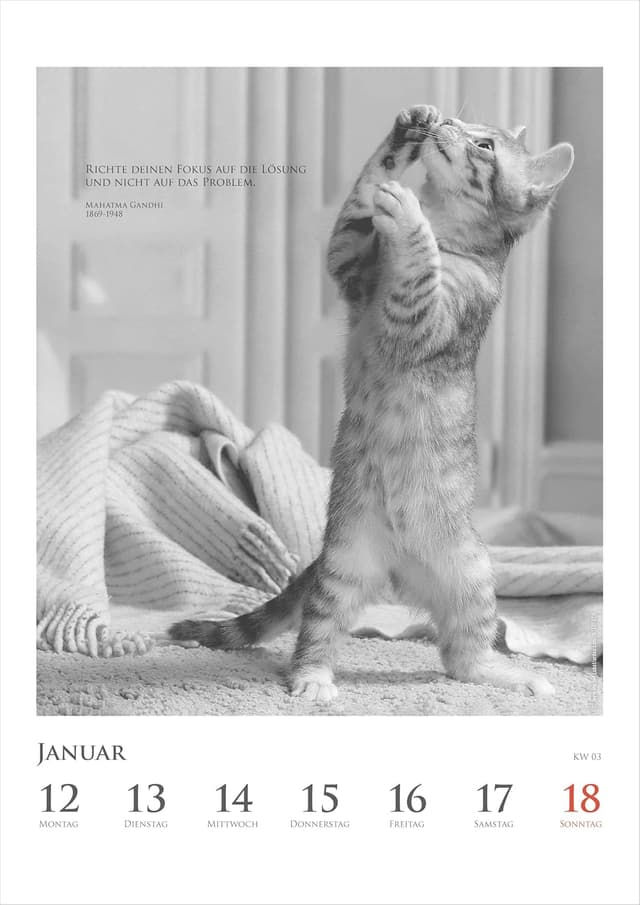 Thumbnail 3 de Alpha Edition Katzenkalender 2026 Wochenkalender